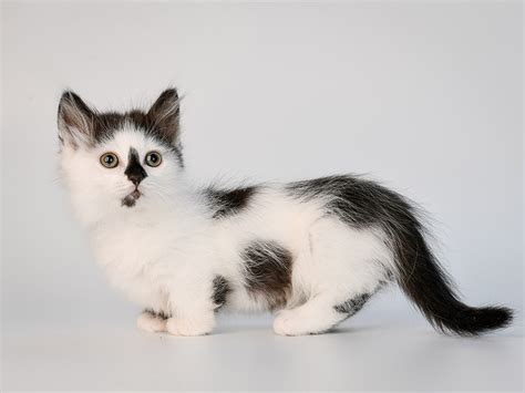 Munchkin tinklinis maitintuvas