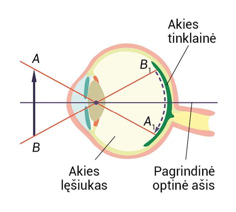 Schema rodanti akies raumenų prisitvirtinimą