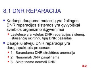 DNR testų atlikimo procesas