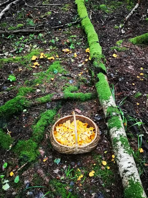 Cerebrinio paralyžiaus klasifikacijos schema