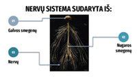 Schematinis vaizdas apie nervų sistemos veiklą
