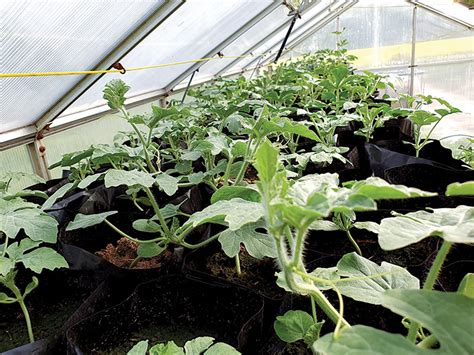 Arbūzų daigų auginimas vazonėliuose