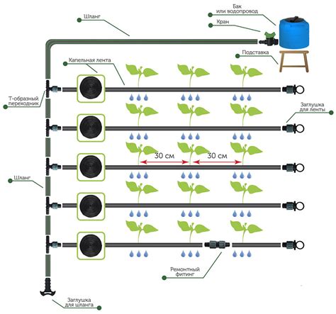 Arbūzų laistymo schema