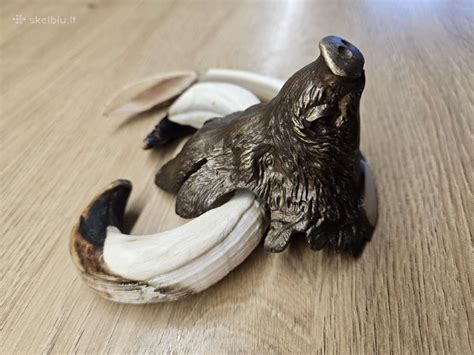 šerno galva - vaizdas iš šono ir priekio