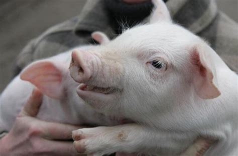 kiaulės vardas ir galva