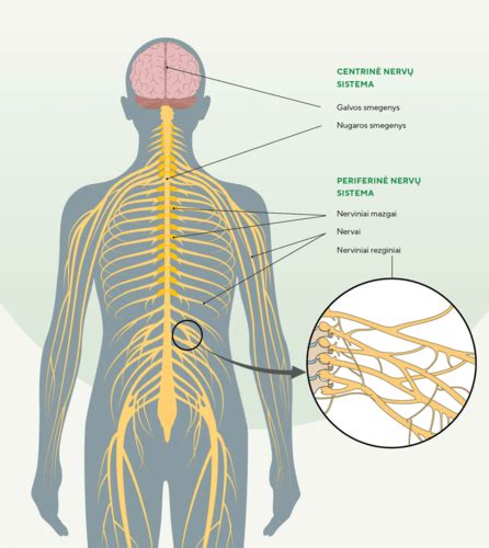 simptomų pavaizdavimas: širdis, raumenys, nervų sistema