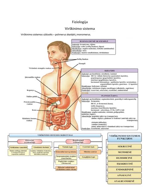 vaiko virškinimo sistema schema