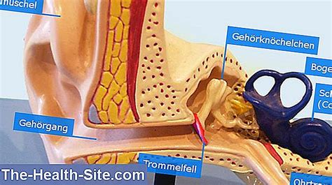 schematinis Eustachijaus vamzdis