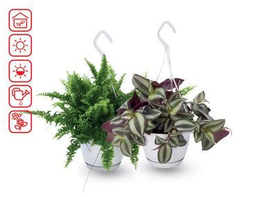 Pakabinami augalai su kūdikiu