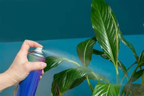 Nuodingi kambarinių augalų lapai