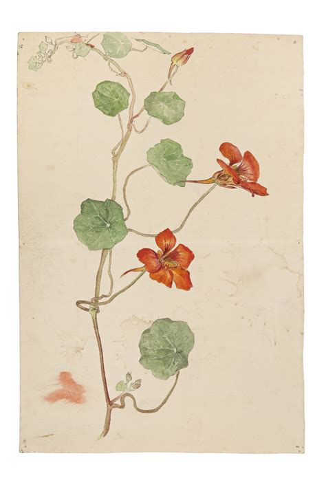 Botaninis piešinys su kartaus kietžio augalu