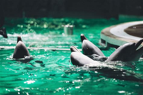 Delfinariumas su terapijos zona