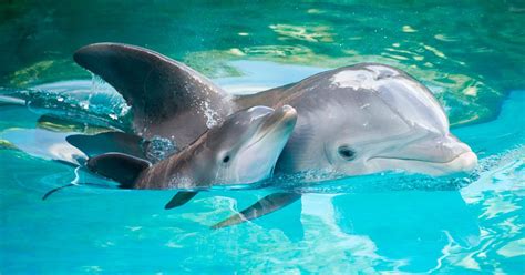 Delfinas ir vaikas bendrauja