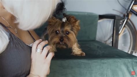 Jorkšyro terjeras su šeima ir vaikais