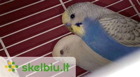 Banguotosios papūgėlės