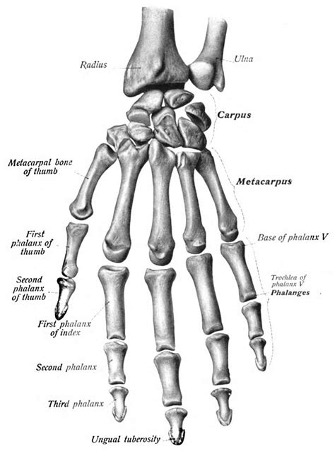 piršto anatomija