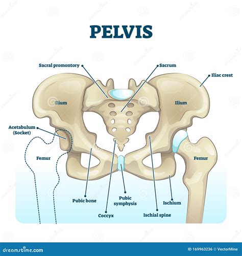 schema of pelvis bones and joints