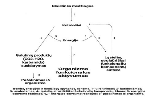 Medžiagų apykaitos sutrikimų schema, susijusi su nėštumo komplikacijomis